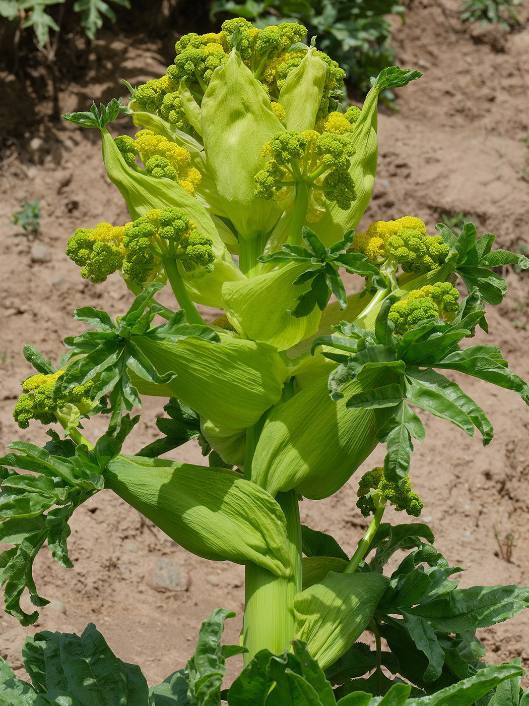 Image of Ferula foetidissima specimen.