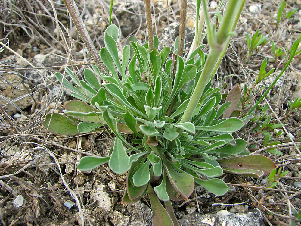 Изображение особи Silene graniticola.