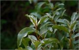 Elaeagnus commutata. Верхушка побега. Московская обл., Раменский р-н, окр. дер. Хрипань, садовый участок. 13.06.2026.