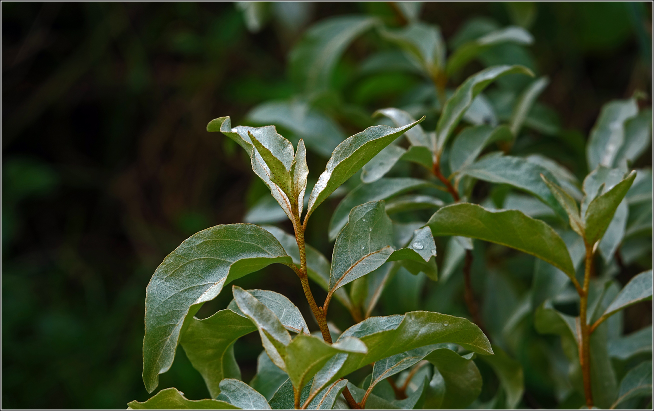 Image of Elaeagnus commutata specimen.
