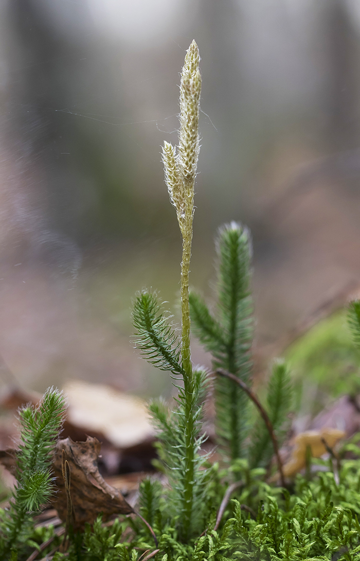 Изображение особи Lycopodium clavatum.