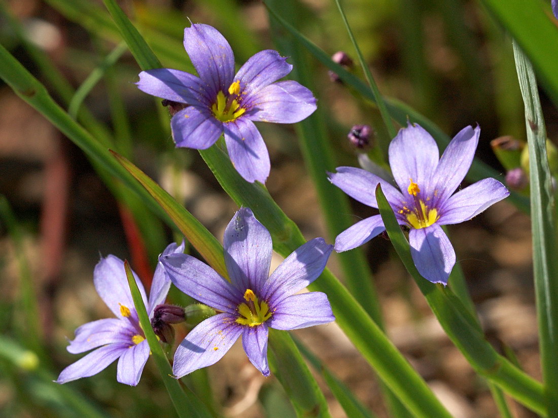 Изображение особи Sisyrinchium septentrionale.