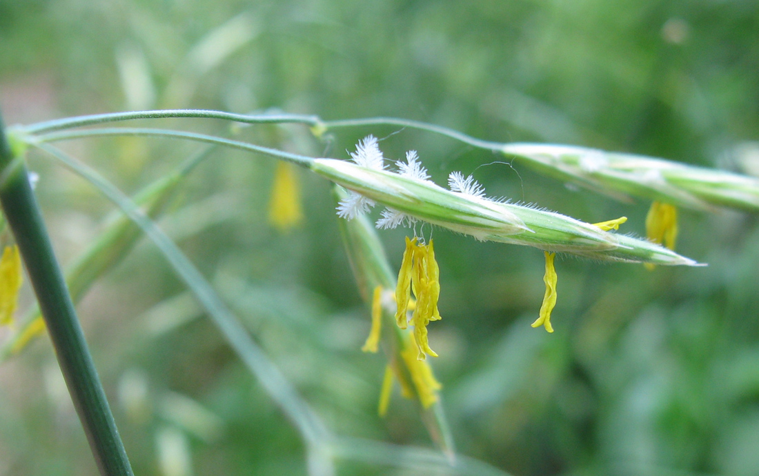 Изображение особи Bromopsis inermis.