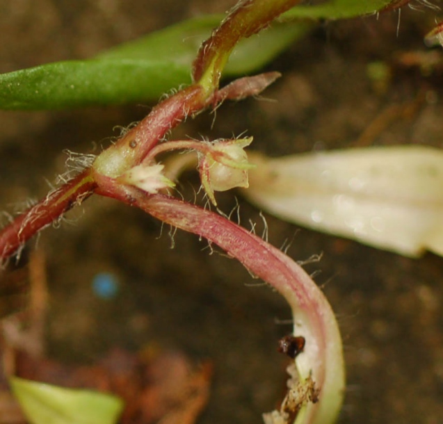 Изображение особи Pseudostellaria japonica.