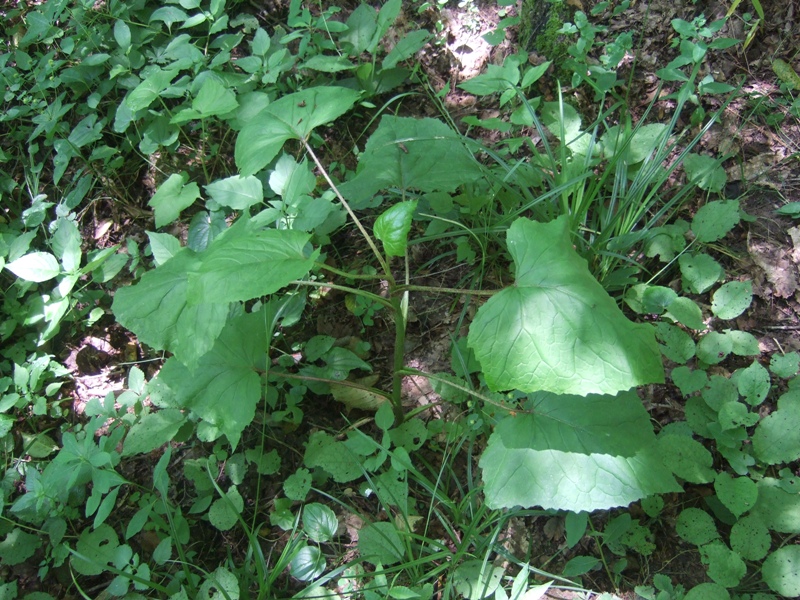 Image of Cicerbita petiolata specimen.