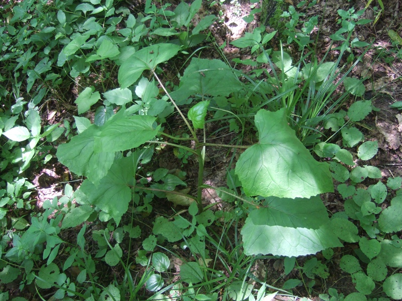 Image of Cicerbita petiolata specimen.