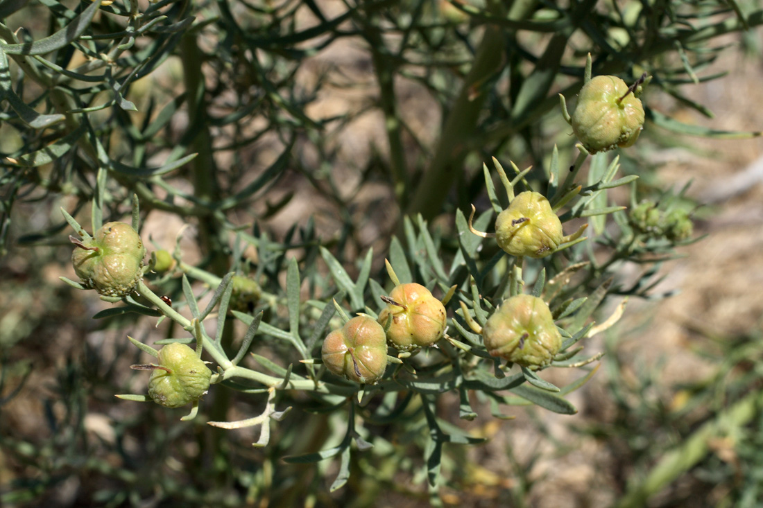 Image of Peganum harmala specimen.
