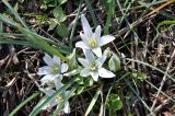 genus Ornithogalum