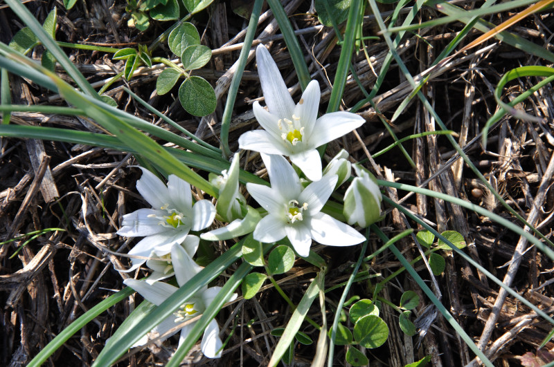 Изображение особи род Ornithogalum.