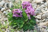 Corydalis conorhiza. Цветущее растение. Республика Карачаево-Черкесия, Домбай, гора Мусса-Ачитара, 2900 м н.у.м. 04.07.2011.