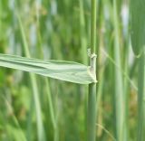 род Calamagrostis. Основание листовой пластинки. Ростовская обл., окр. г. Азов, берег протоки Азовка. 19 июня 2011 г.