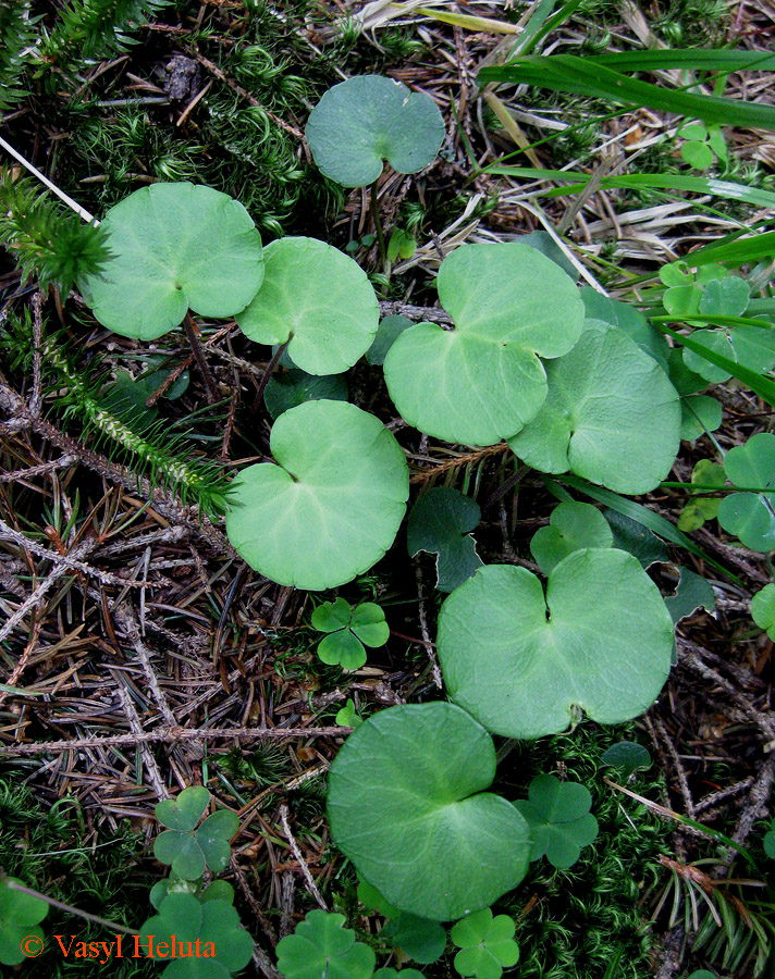 Image of Soldanella montana specimen.