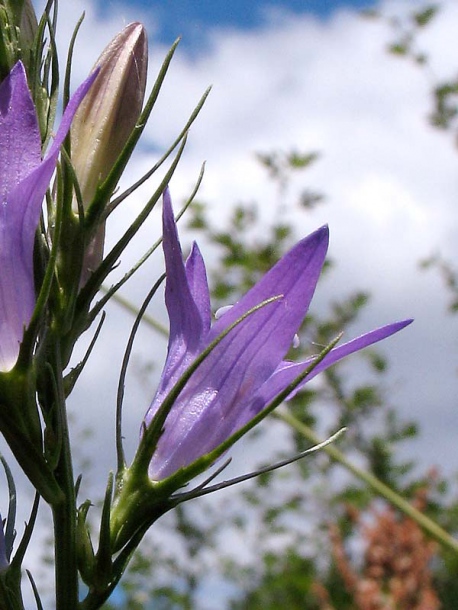 Image of Campanula rapunculus specimen.