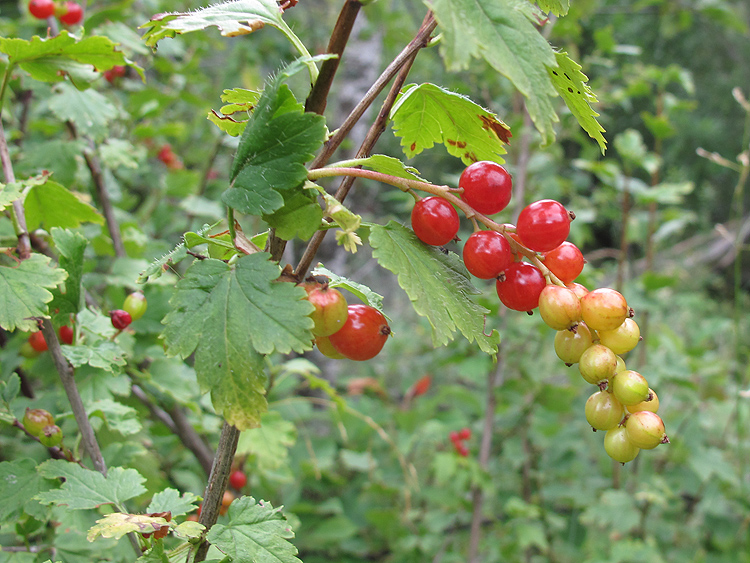 Изображение особи Ribes alpinum.