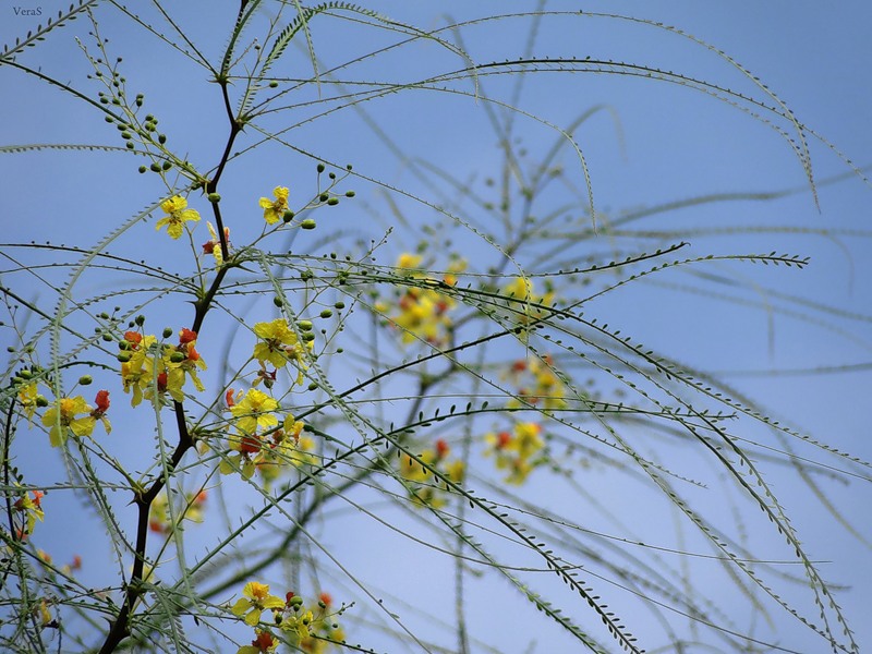 Image of Parkinsonia aculeata specimen.
