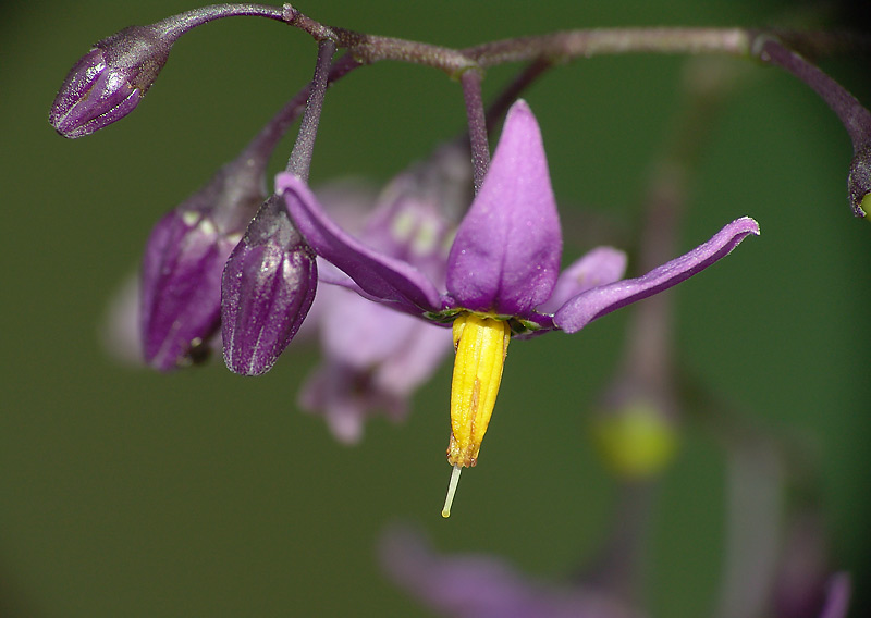 Изображение особи Solanum dulcamara.