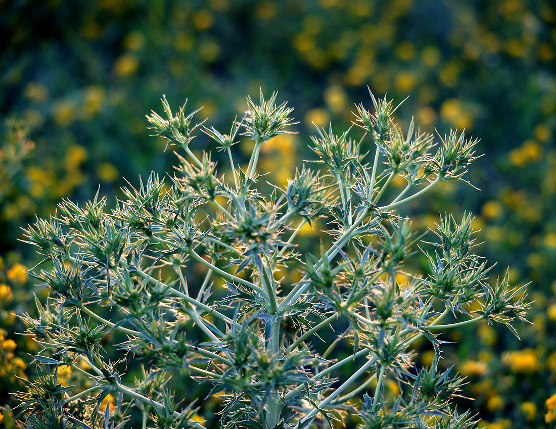 Изображение особи Eryngium campestre.