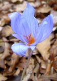 Crocus speciosus. Цветок. Крым, гора Северная Демерджи, дубово-грабовый лес. 5 ноября 2011 г.