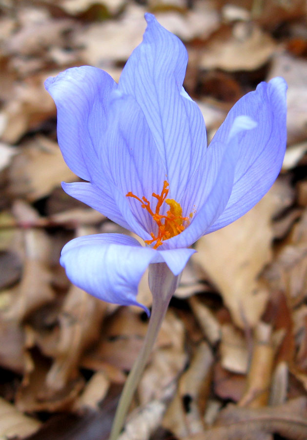 Изображение особи Crocus speciosus.