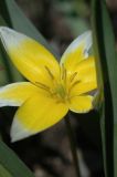 Tulipa turkestanica