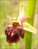 Ophrys подвид caucasica