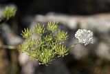 Oedibasis platycarpa