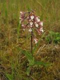 Epipactis palustris