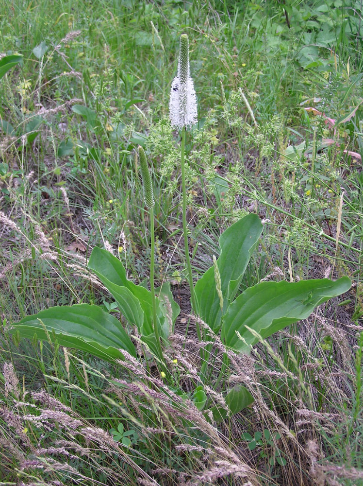 Изображение особи Plantago maxima.