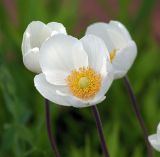 Anemone sylvestris. Цветки. Московская обл., Раменский р-н, окр. дер. Хрипань, дачный участок. 30.05.2008.