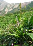 Veratrum anticleoides