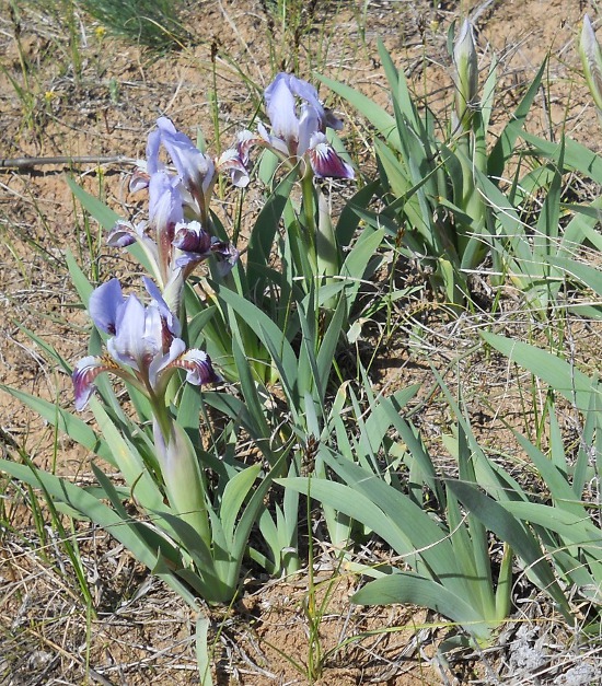 Image of Iris scariosa specimen.