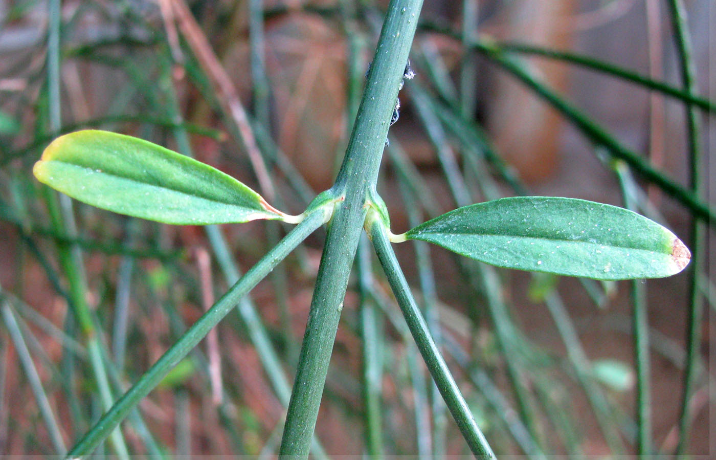 Image of Spartium junceum specimen.