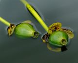 Nuphar lutea