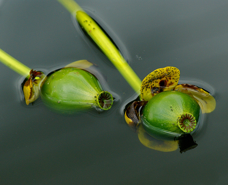 Изображение особи Nuphar lutea.