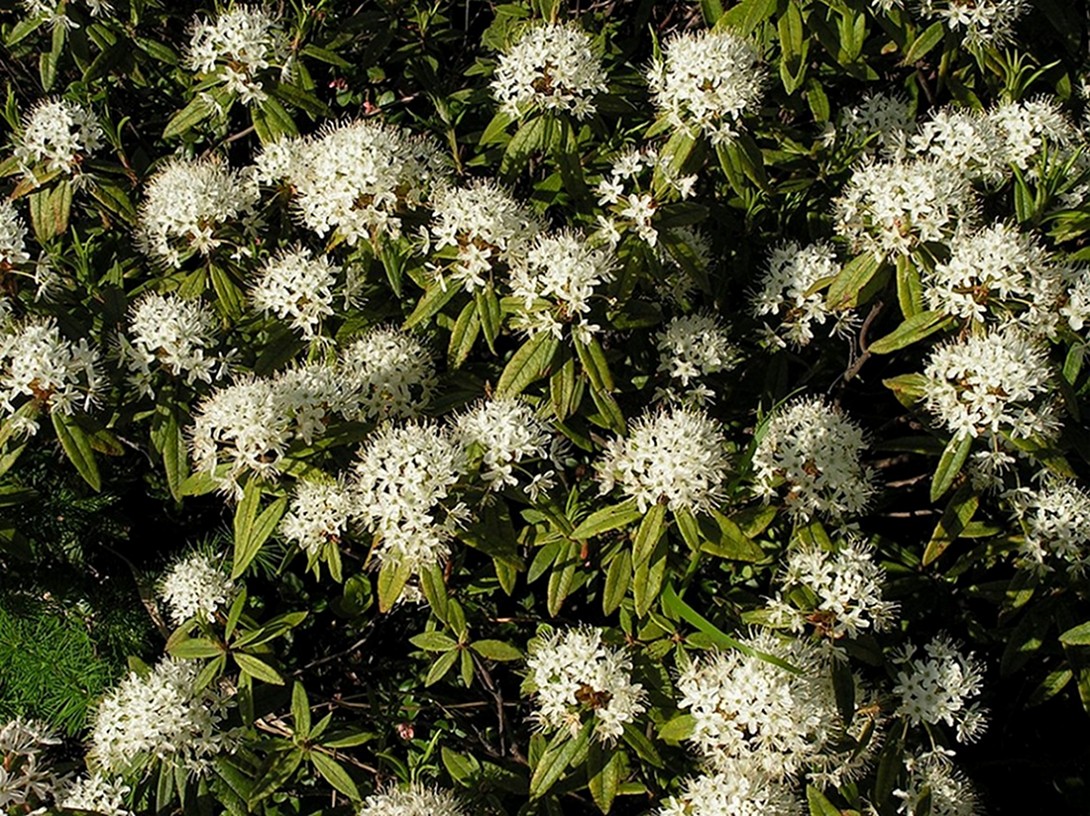 Image of Ledum hypoleucum specimen.