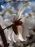 Magnolia stellata. Цветок (вид со стороны чашечки). Киев, ботанический сад им. акад. Фомина (Киевского университета). 23 апреля 2012 г.