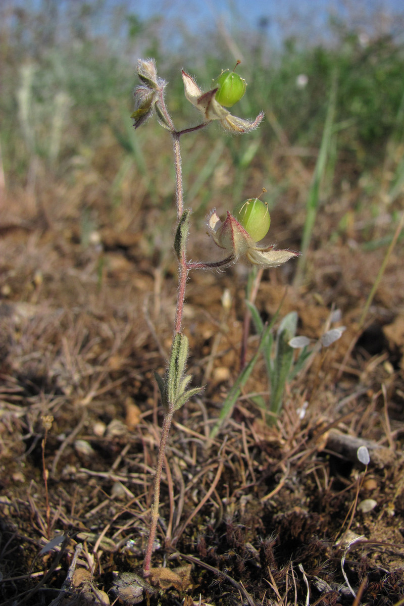 Image of Helianthemum salicifolium specimen.