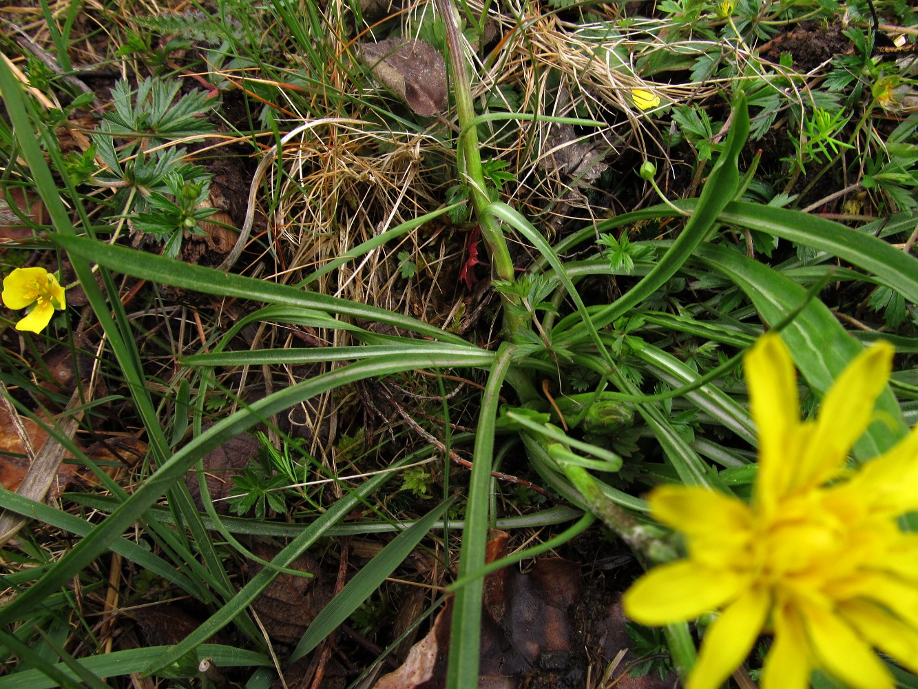 Изображение особи Scorzonera humilis.