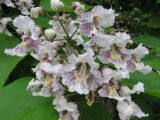 Catalpa bignonioides