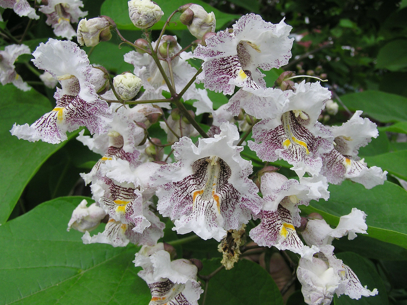 Image of Catalpa bignonioides specimen.