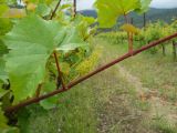 Vitis vinifera. Часть побега с соцветиями. Крым, окрестности Ялты, виноградник. 26 мая 2012 г.