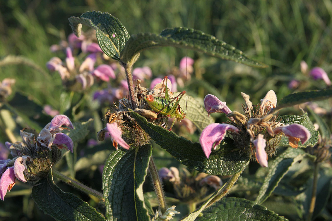 Изображение особи Phlomis majkopensis.