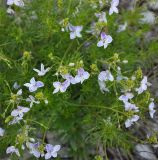 Veronica filifolia