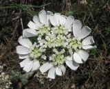 Orlaya grandiflora