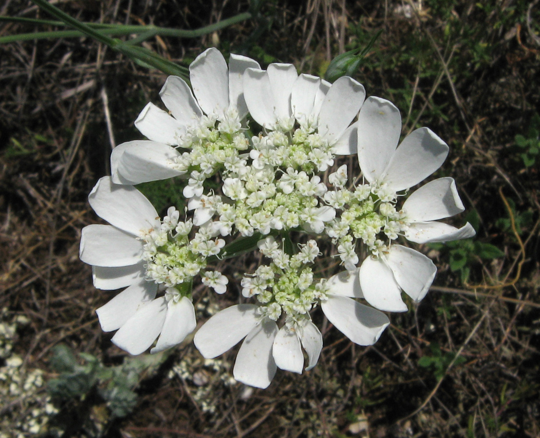 Изображение особи Orlaya grandiflora.