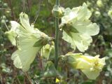 Alcea rugosa