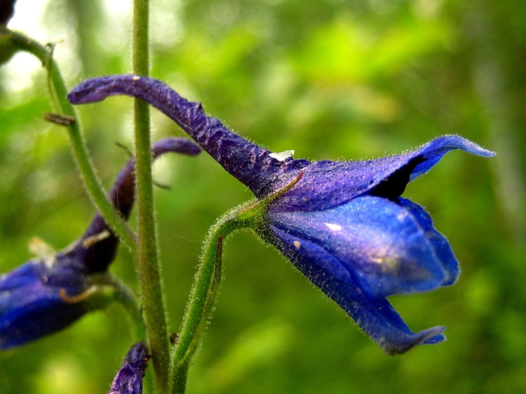 Изображение особи Delphinium elatum.