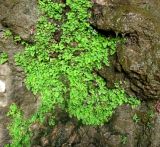 Adiantum capillus-veneris