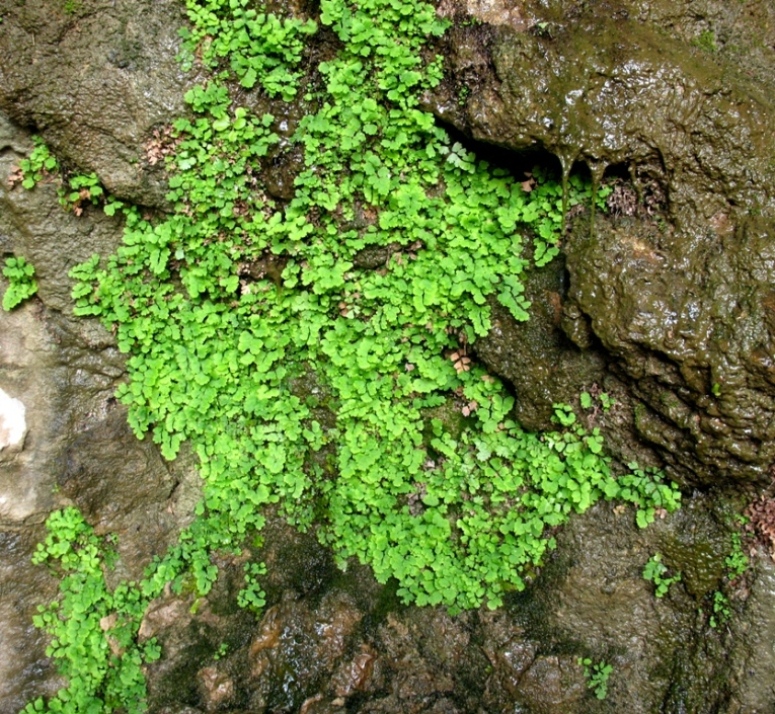 Изображение особи Adiantum capillus-veneris.