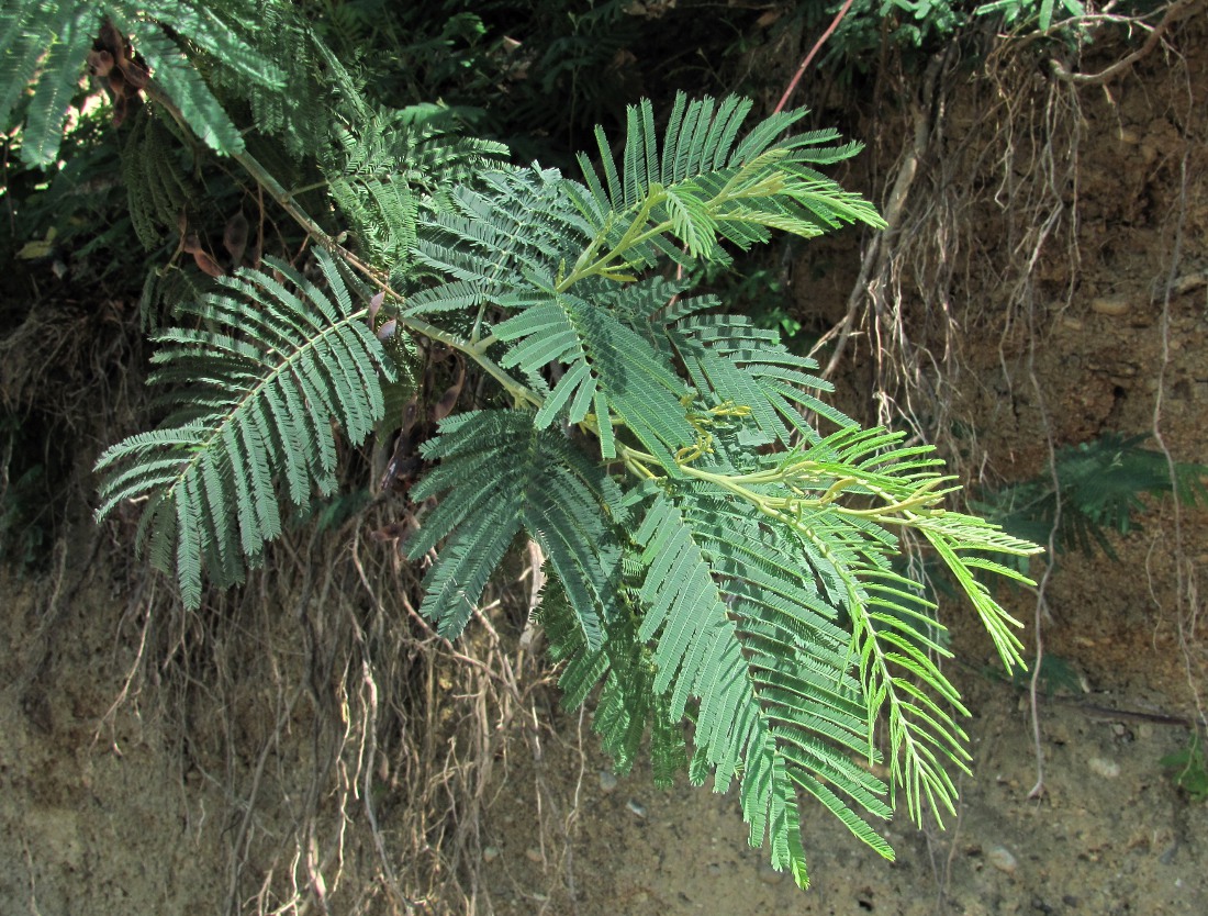 Изображение особи Acacia dealbata.